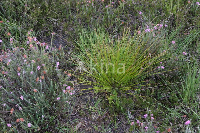 Deergrass (Trichophorum cespitosum ssp. germanicum)
