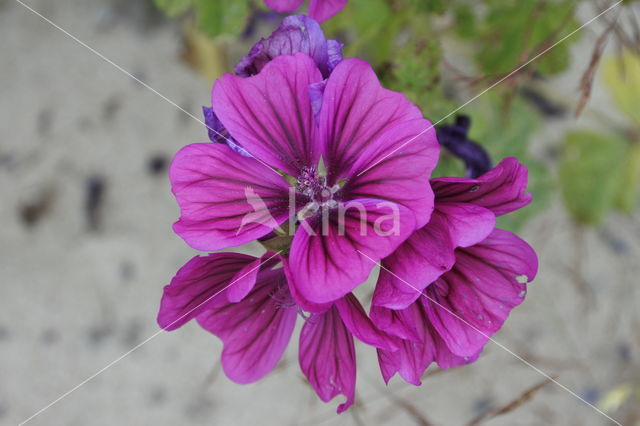 Malva sylvestris forma rosea