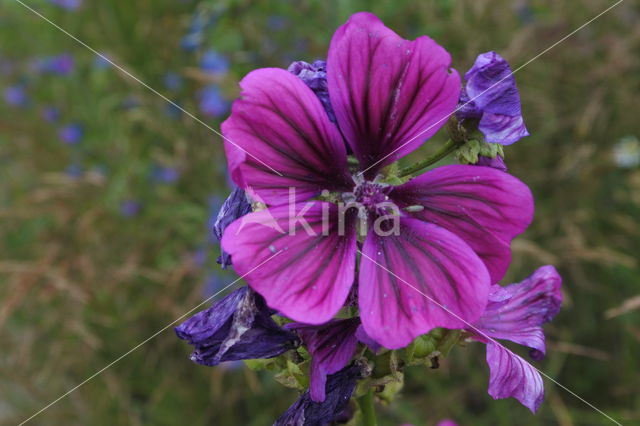 Tuinkaasjeskruid (Malva sylvestris forma rosea)