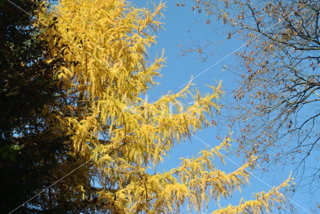 Japanese Larch (Larix kaempferi)