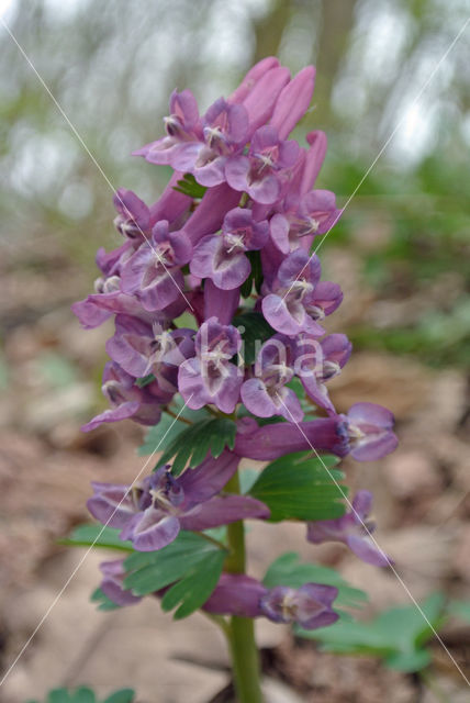 Bulbous Corydalis (Corydalis solida)