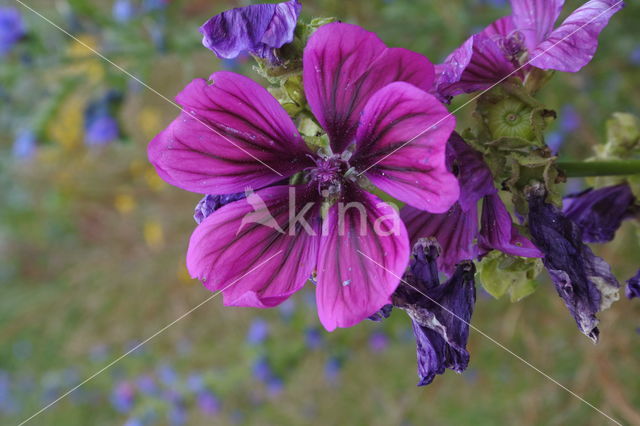 Tuinkaasjeskruid (Malva sylvestris forma rosea)