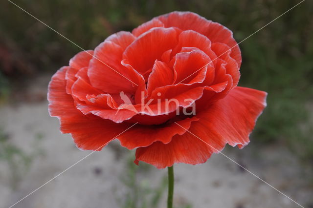 Poppy (Papaver spec)