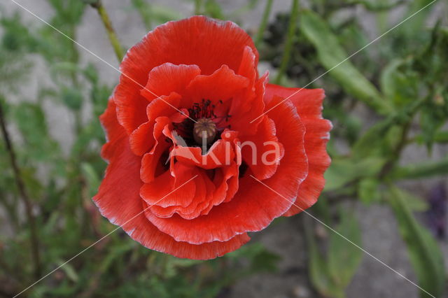 Poppy (Papaver spec)