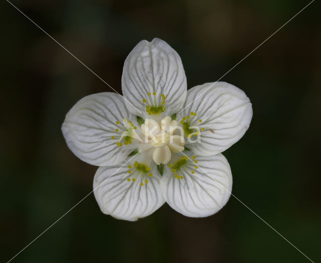 Northern Grass-of-parnassus (Parnassia palustris)