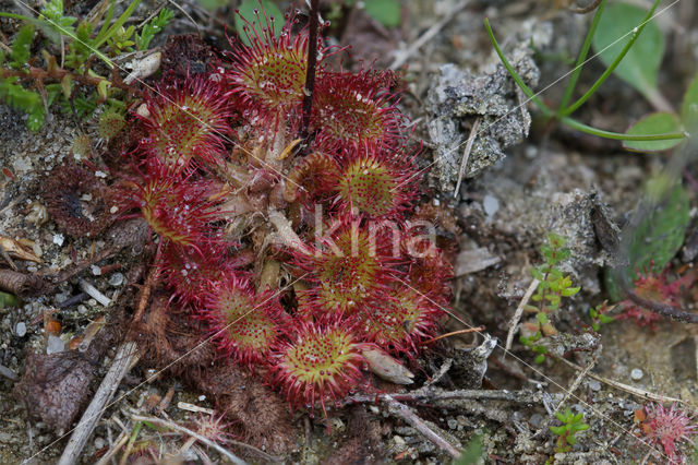 Ronde zonnedauw (Drosera rotundifolia)