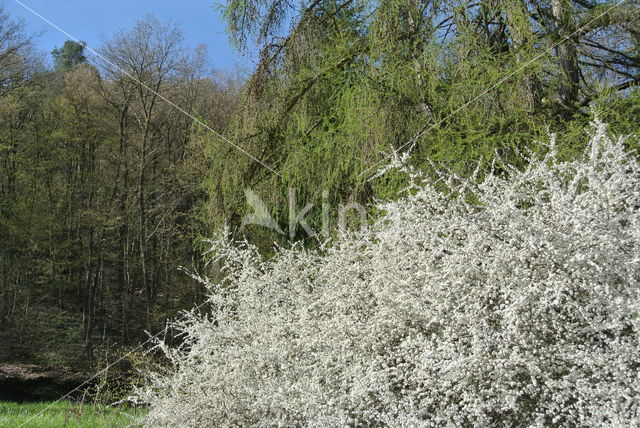 Sleedoorn (Prunus spinosa)