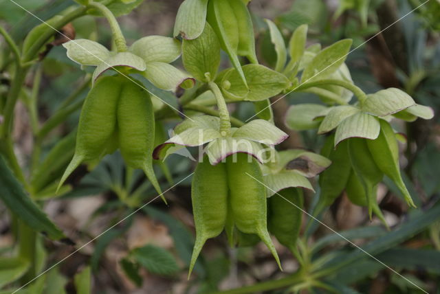 Stinking Hellebore (Helleborus foetidus)