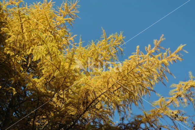 Japanese Larch (Larix kaempferi)