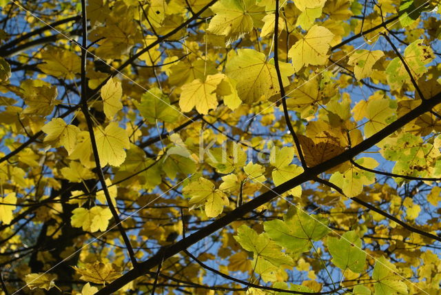 maple (Acer spec.)