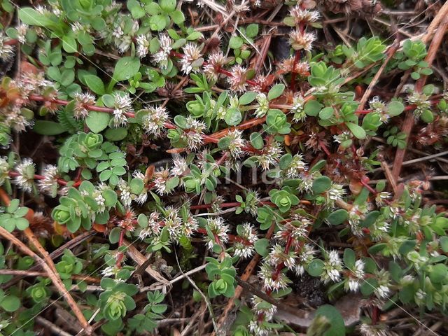 Coral Necklace (Illecebrum verticillatum)