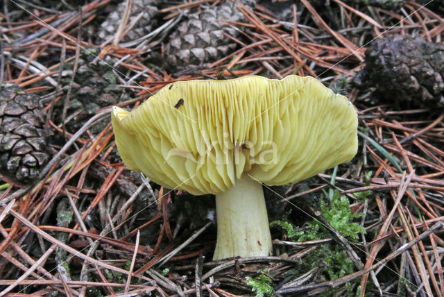 Yellow Knight (Tricholoma equestre)