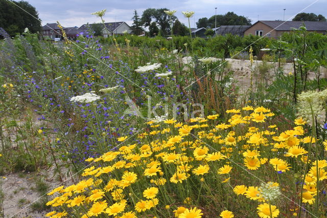 Corn Marigold (Chrysanthemum segetum)