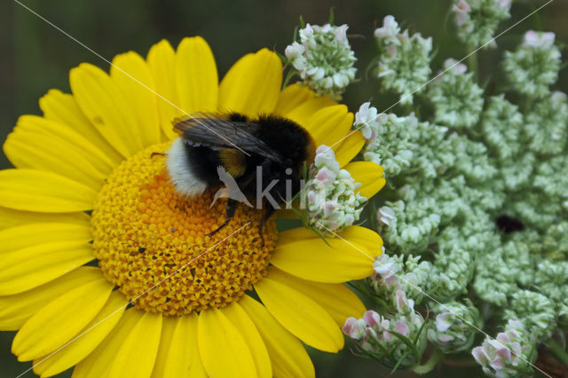 Gele ganzenbloem (Chrysanthemum segetum)