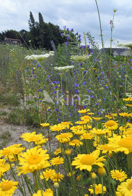 Corn Marigold (Chrysanthemum segetum)