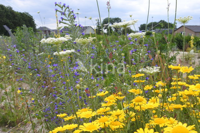 Corn Marigold (Chrysanthemum segetum)