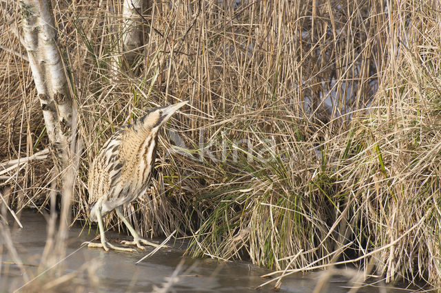 Bittern (Botaurus stellaris)