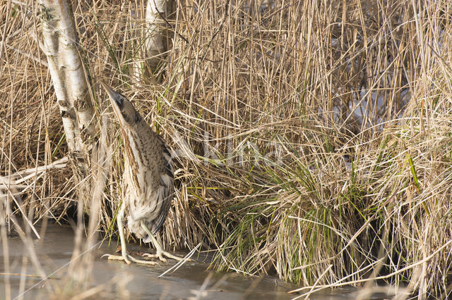 Bittern (Botaurus stellaris)