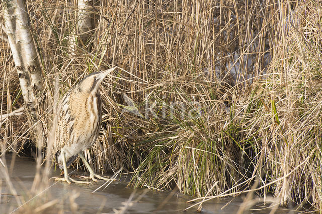 Bittern (Botaurus stellaris)