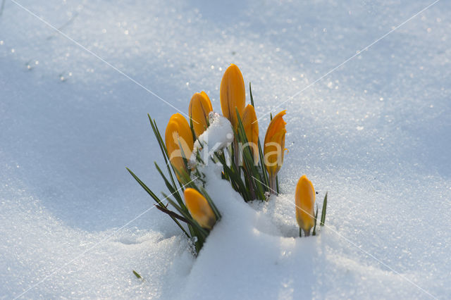 Snow Crocus (Crocus chrysanthus)