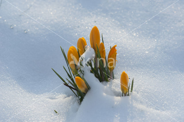 Gele krokus (Crocus chrysanthus)