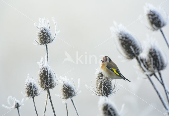 European Goldfinch (Carduelis carduelis)