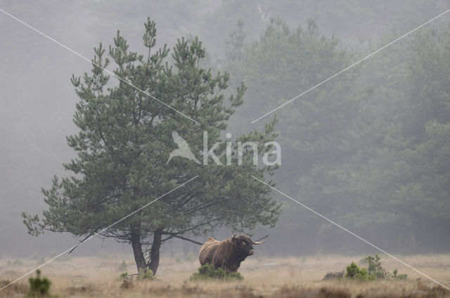 Highland Cow (Bos domesticus)