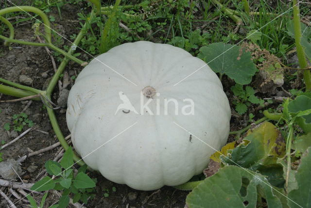 Pumpkin (Cucurbita spec.)