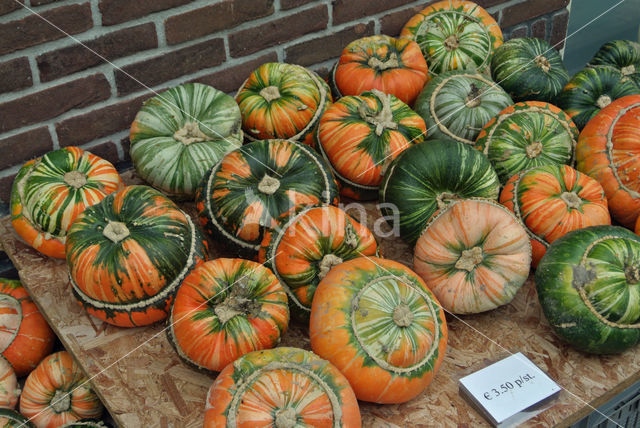 Pumpkin (Cucurbita spec.)