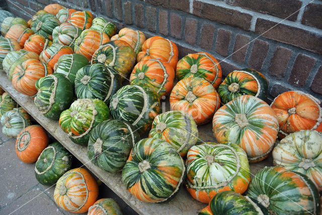 Pompoen (Cucurbita spec.)