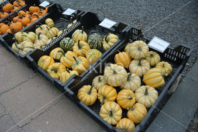 Pompoen (Cucurbita spec.)