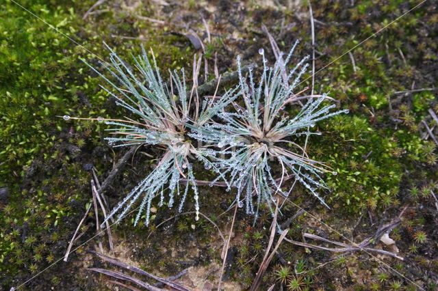 Buntgras (Corynephorus canescens)