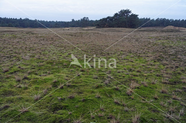 Heath Star Moss (Campylopus introflexus)