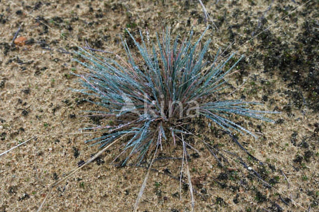 Grey Hair-grass (Corynephorus canescens)