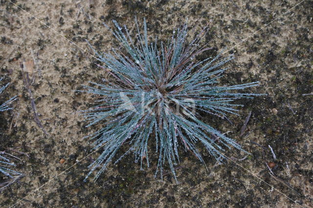 Grey Hair-grass (Corynephorus canescens)