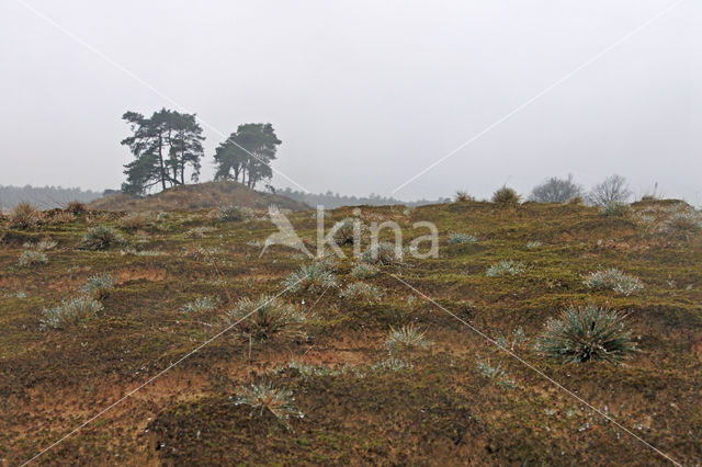 Heath Star Moss (Campylopus introflexus)