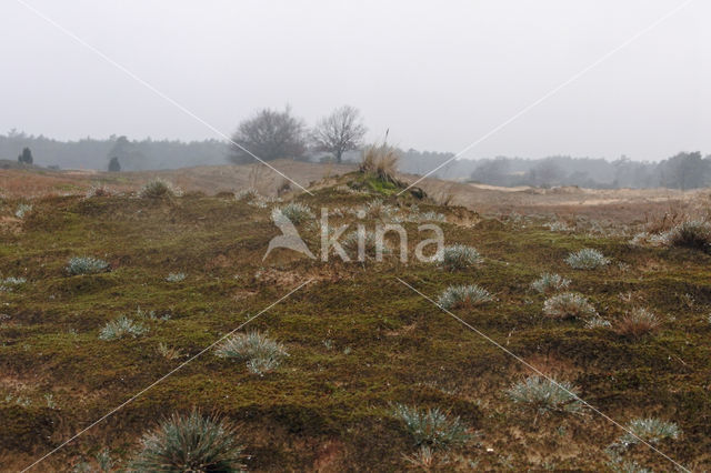 Heath Star Moss (Campylopus introflexus)