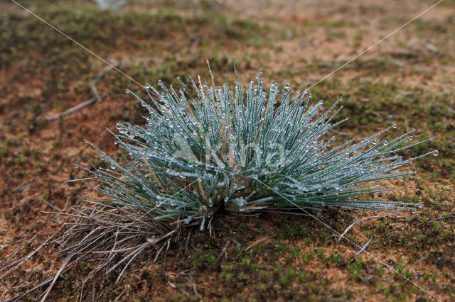 Grey Hair-grass (Corynephorus canescens)