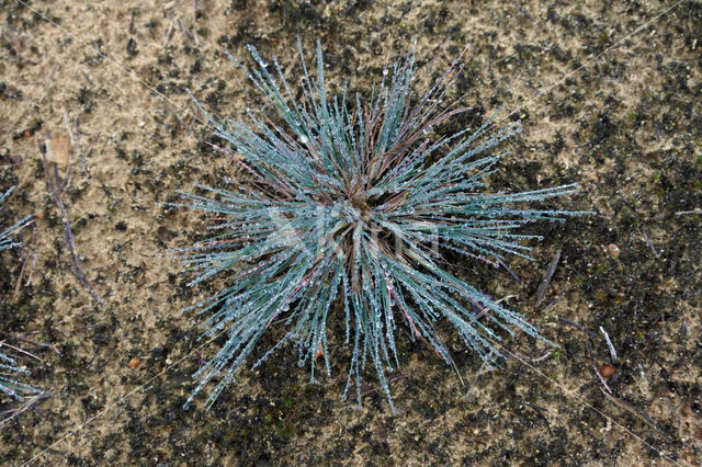 Grey Hair-grass (Corynephorus canescens)