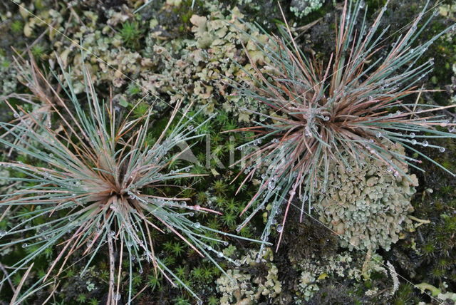 Grey Hair-grass (Corynephorus canescens)