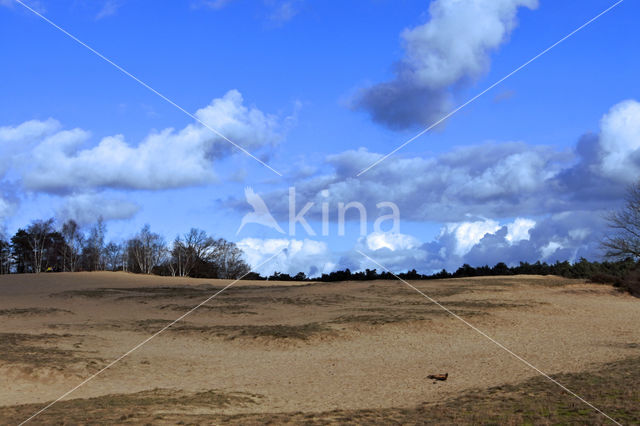 Kootwijkerzand