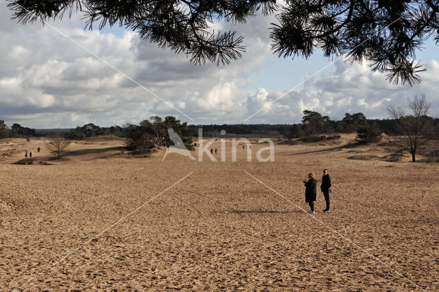 Kootwijkerzand