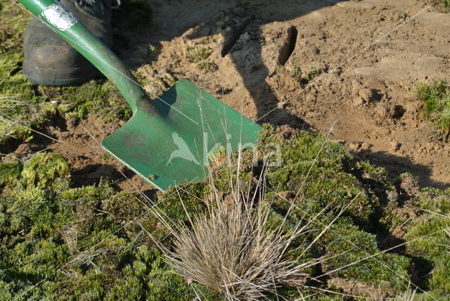 Heath Star Moss (Campylopus introflexus)