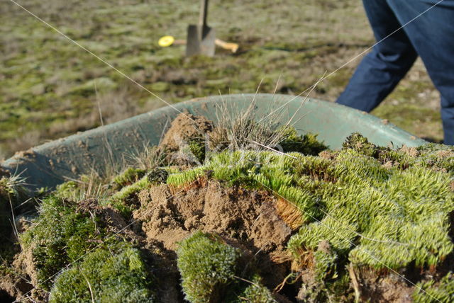 Heath Star Moss (Campylopus introflexus)