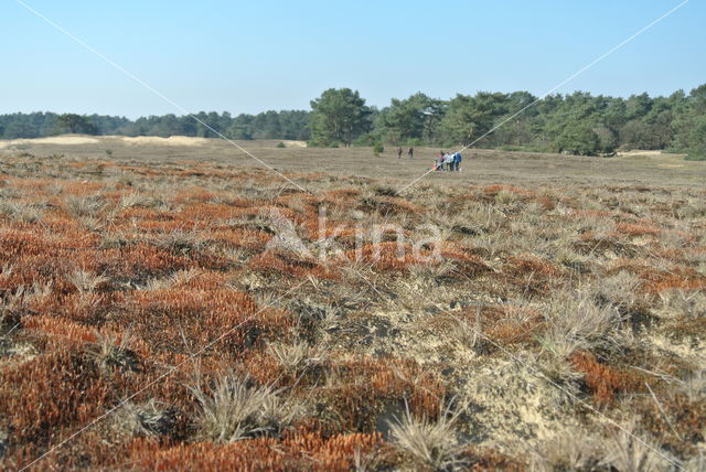 Ruig haarmos (Polytrichum piliferum)