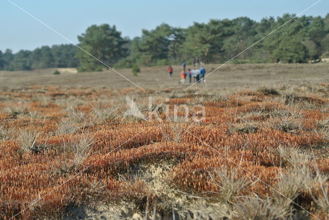 Ruig haarmos (Polytrichum piliferum)