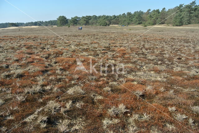 Ruig haarmos (Polytrichum piliferum)