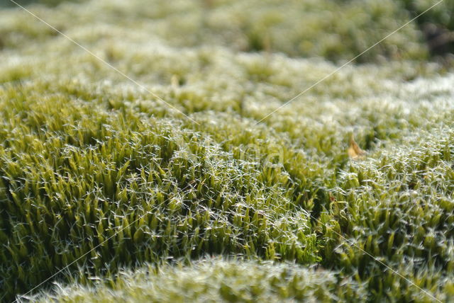 Heath Star Moss (Campylopus introflexus)