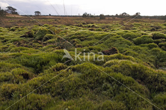 Heath Star Moss (Campylopus introflexus)