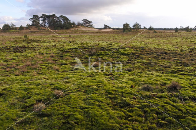 Heath Star Moss (Campylopus introflexus)